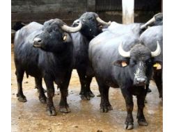 Bitlis'te Islah Projeleriyle Manda Sayısı İki Katına Çıktı