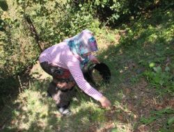 Fındık Fiyatını Düşük Bulan Üretici Ürününü Kendi Topluyor