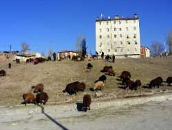 Kurbanlıklar Elde Kalınca Fiyatlar Düştü