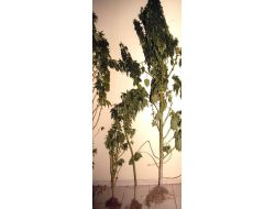 3 Metrelik Hint Keneviri Polisi Şaşırttı