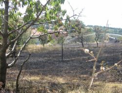 Keles'te Çayırlık Alan Yandı!