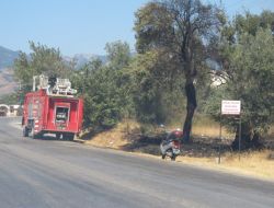 Akçay’da Yol Kenarındaki Zeytin Ağaçları Yandı