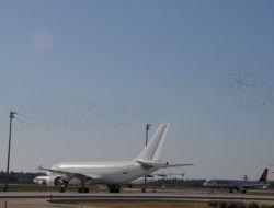 Leylekler Hava Trafiğini Etkiledi