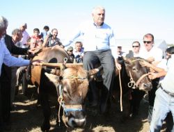 "Trene Bakan Öküzler Yerlidir Demek Bu Millete Hakaret"