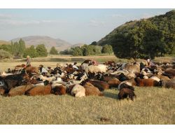 Ot Kuraklığı Süt Verimini De Etkiledi