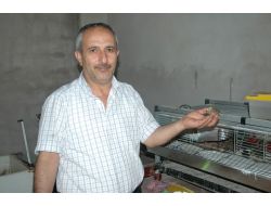 Suşehri'nde Bıldırcın Üretimi Başladı