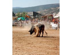 Boğalar Yerkesik Arenasında Güreşti