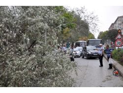 Fırtına, Ağacı Kökünden Söktü, İki Sürücü Tehlike Atlattı