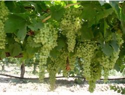 Üzüme Greenpeace Leke Sürdü