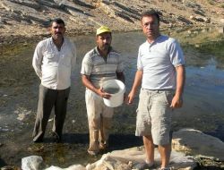 Hatay’daki 5 Gölete 70 Bin Sazan Yavrusu Bırakıldı