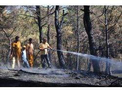 Manavgat'ta Çıkan Orman Yangını Yerleşim Alanına Sıçramadan Söndürüldü
