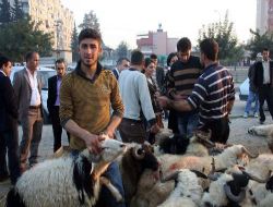 Bayramın İkinci Günü Kurban Fiyatları İndi
