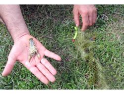 Amatör Balıkçılara 'Tırıvırı Olta Kullanmayın' Uyarısı