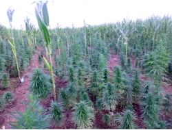 Şanlıurfa´da Uyuşturucu Operasyonu: 20 Gözaltı