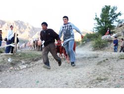 750 Yıllık Koyun Yıkama Ve Boyama Geleneği Devam Ediyor