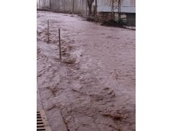 Bitlis’te Sele Kapılan 70 Koyun Telef Oldu