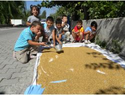 Kayseri'de Bulgur İçin 'Hedik' Kaynatma Dönemi Başladı