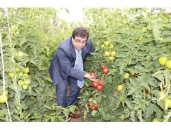Erzincan, Domates Üretiminde Bölgenin Lideri Konumunda