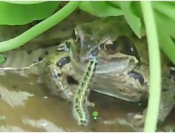 Tırtılın ‘ye Beni’ Israrına Dayanamadı