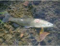Göynük Çayı'nda Toplu Balık Ölümü