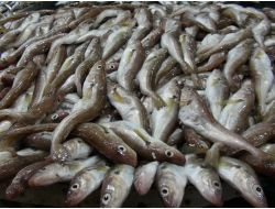 Karadenizli Balıkçılar, Vatandaşın İlgisiyle Moral Buldu