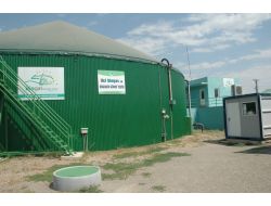 Hayvan Gübresinden 150 Eve Yetecek Elektrik Üretiyorlar