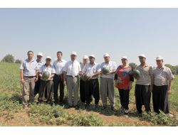 Adana Karpuzunu Ekenlere Teşvik Dönemi Başladı