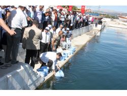 Eğirdir Gölü’ne 250 Bin Sazan Yavrusu Salındı