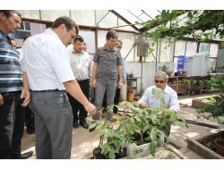 Orman Köylülerine Ceviz Desteği Sağlanacak