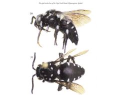 Bilimadamları “Hırsız Arıları” Yakaladı