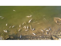 Doğankent Göleti'ndeki Toplu Balık Ölümlerinin Nedeni Araştırılıyor