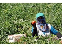 Elbistan Domatesi Metropollere Satılıyor