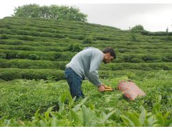 Çaykur Bu Yıl 560 Bin Ton Çay Aldı