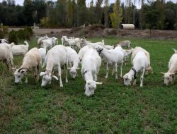 Orman Genel Müdürlüğü'nden Saanen Keçisi Yetiştiricilerine Kredi Desteği
