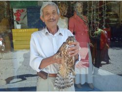 Yolunu Şaşıran Atmaca, Mağazaya Girdi