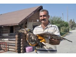 Yaralı Şahin Hayvan Barınağında Tedavi Altına Alındı