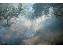 Zeytinlik Alan Zarar Gördü!