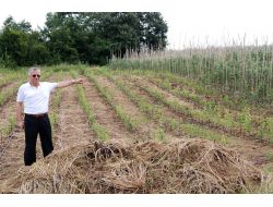 Sammey Bu Yıl Bin 200 Ton Meyve Üretecek