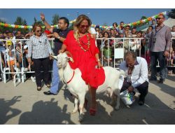 Safiye Soyman Keçi Sütü Yarışmasına Katıldı