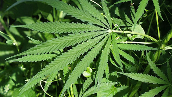 Uyuşturucu Operasyonu: 3 Gözaltı