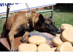 Esrar Satıcısı Park Halindeki Otomobile Çarpınca Yakalandı