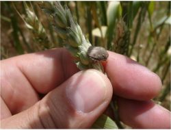 Süne İle Mücadele Ekonomiye 1.2 Milyar Lira Kazandırdı