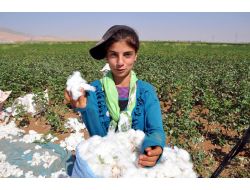 'Beyaz Altın' Hasadı Başladı, İşçiler Sevinçli, Çiftçiler Fiyat Bekliyor