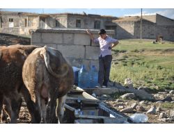 Azap Köyü Susuzluk Azabı Çekiyor