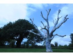 Kuruyan Ağaçlar, Sanatsal Motiflerle Hayat Buluyor