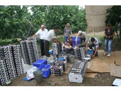 Abd Heyeti, Satın Almadan Önce Bursa Siyah İncirini Yerinde Denetledi