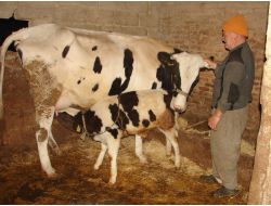 'Bayram Öncesi Anaç Sığırları Kesime Vermeyelim'