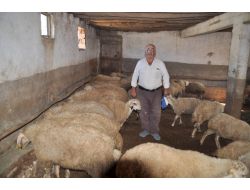 Yozgat Ziraat Odası Başkanı: Kurbanlık Fiyatları Düşmez