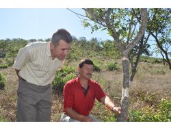 Demirci Ekonomisi Melengiç Ağacına Aşılanan Antep Fıstığıyla Gelişiyor