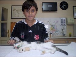 Çenesi Kırılan Kediye İmplant Takıldı